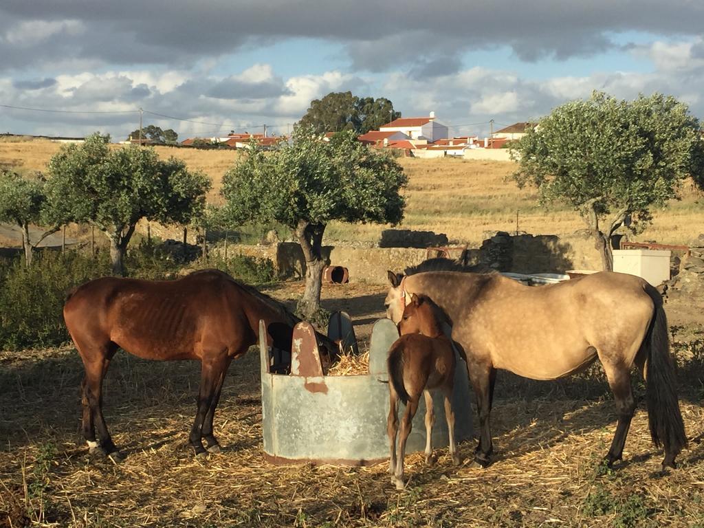 Abetarda Cc Sao Marcos da Ataboeira
